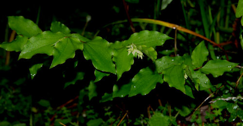 2010-04-12_23  Hookers Fairybell TN.jpg - 46183 Bytes